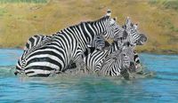 Zebras_Watermark_kompr